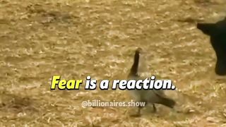 Fear Is A Reaction