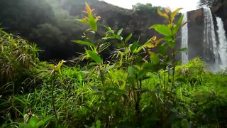 Hawaii Nature