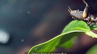 Amazing animals 5