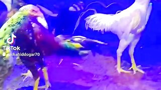 Aseel murghaa breeder murghaa
