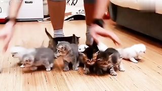 Adorable Kittens Won't Sit Still For This Picture The Dodo