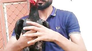 Red Aseel murghaa breeder murghaa Top quality mianwali pure