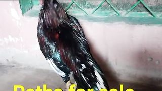 Red Aseel murghaa breeder murghaa Top quality mianwali pure 2