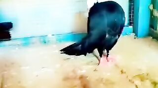 Beautiful pigeon for sale