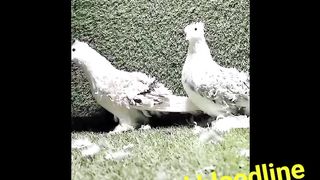 Top quality pigeon for sale