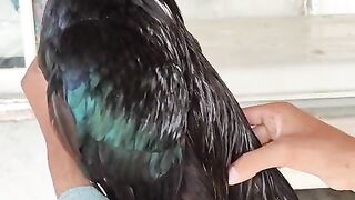 Bagma Aseel murghaa breeder murghaa Top quality mianwali