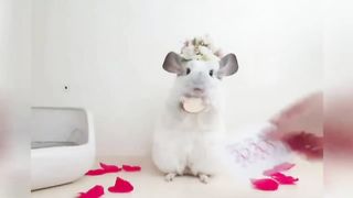 FUNNY ANIMALS 6