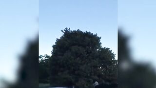 FUNNY ANIMALS 7