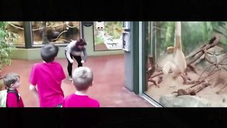 fun with animals 4