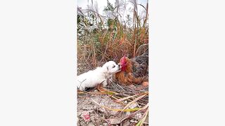 #dogsoftiktok #funny #funnyvideo #foryourpage #haha #pet #petsoftiktok