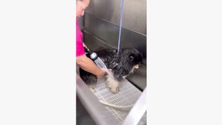 #dogsoftiktok #funny #funnyvideo #foryourpage #haha #pet #petsoftiktok