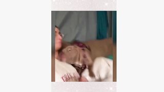 #dogsoftiktok #funny #funnyvideo #foryourpage #haha #pet #petsoftiktok