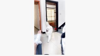 #dogsoftiktok #funny #funnyvideo #foryourpage #haha #pet #petsoftiktok