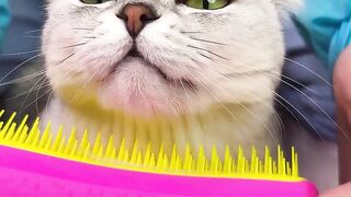 Cat care