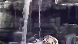 Тигрули