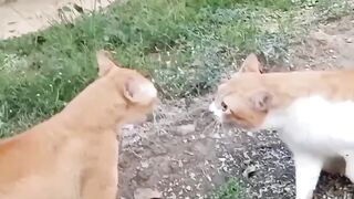 Funney cats hh