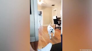 Funny DOGS & CATS