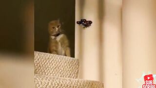 Cat and dogs funny