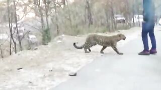 Dangerous Animals Caught Being Friendly !.