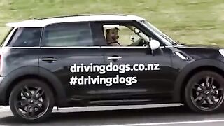 top 10 best dogs in the world