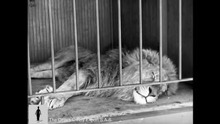 Chalice Chapin - The Lion Cage