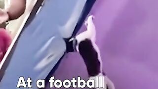Cat was saved during football world cup