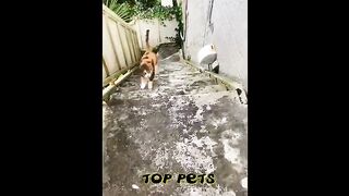 Une compilation de chats et de chiens rigolos