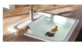 funny Duck
