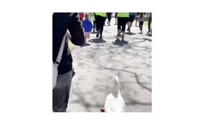Funny Duck