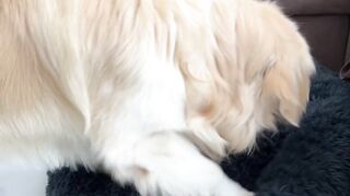Dog Gets Pissed Off Seeing 4 Kittens On It Bed