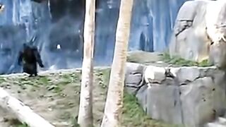 Teen Gorilla