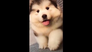 Cute Dog (TikTok)