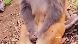 Cry and laughting monkey