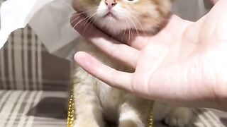Cute Animals