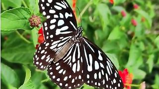 Beautiful Butterflies 2