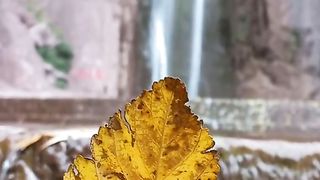 Nature Sounds
