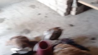Aseel murghy mianwaali 2