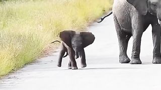 Cute baby elephant