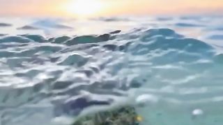 the journey of a baby turtle looking for his mother