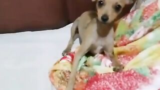 ESSE É O PITBULL DA MINHA CASA