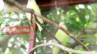 10 fakta burung lovebird #kicaumania #burung #hewan #lovebird #fyp #videoviral #febspot #semuaorang #masujberanda