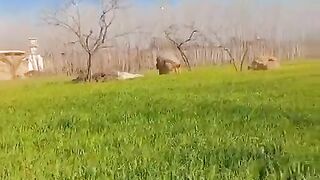 Visit to my village
