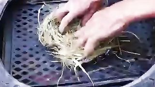Home agriculture