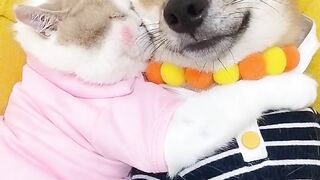 Pet 20
