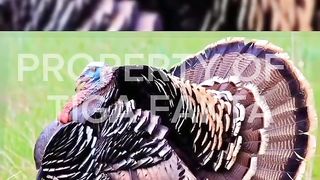 3 fakta menarik ayam kalkun