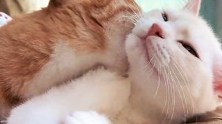 Cute cat online (⁠눈⁠‸⁠눈⁠)