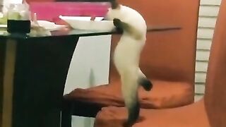Animals funny vedio 2