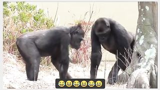 Funny Monkey Viral Video 17