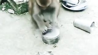 Monkey funny vedio