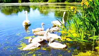 Calm The NERVOUS | Beautiful Birds | Most Beautiful Scenery | Relaxing Mind